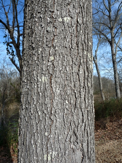 {Quercus pagoda}